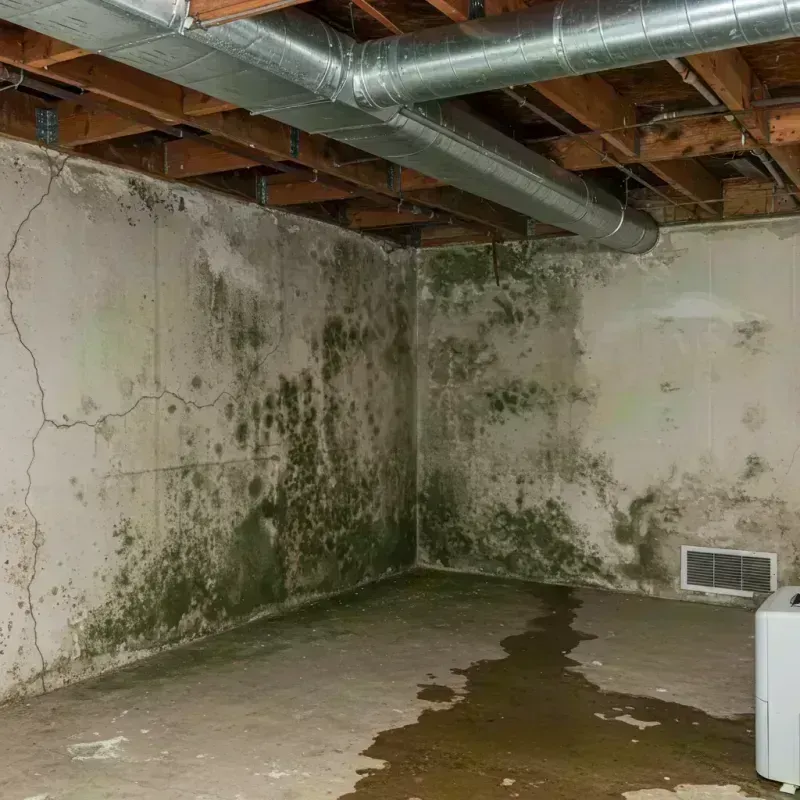 Professional Mold Removal in Winnetka, IL